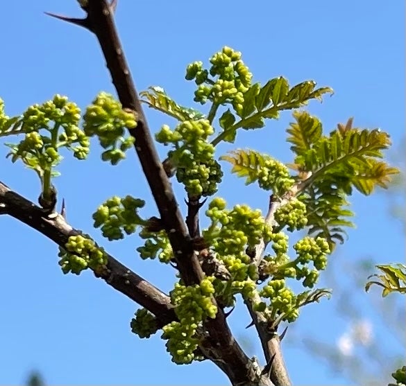 美山サンショーファーム｜美山sansyofarm｜花山椒｜赤山椒｜実山椒